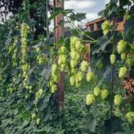 cultiver du houblon au jardin : conseils pratiques